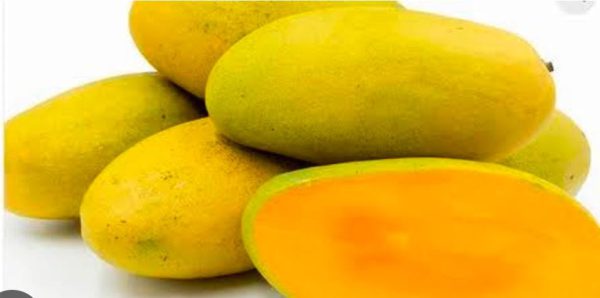 Dhosari mango - Image 2