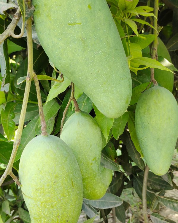 New / Late sindhari mango - Image 2