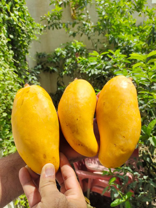 New / Late sindhari mango - Image 4