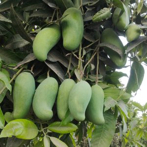New / Late sindhari mango