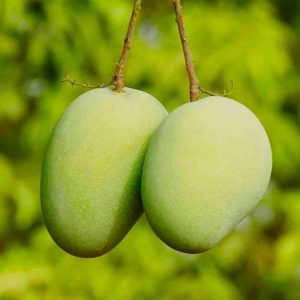 Desi mango