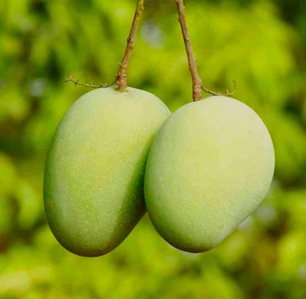 Desi mango