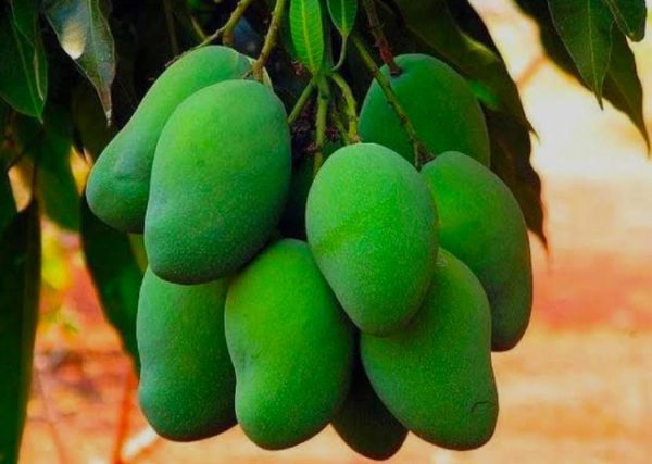 Desi mango - Image 2